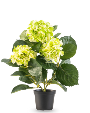 De Kunstplant Hortensia Groen UV 35 cm heeft drie trossen licht geelgroene bloemen en grote diepgroene bladeren, allemaal in een pot tegen een witte achtergrond.