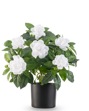 De Kunstplant Gardenia UV 39 cm wit heeft weelderige groene bladeren en grote witte gardeniabloemen in een eenvoudige zwarte pot, tegen een effen witte achtergrond.
