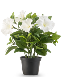 Planta artificial Petunia 25 cm blanca