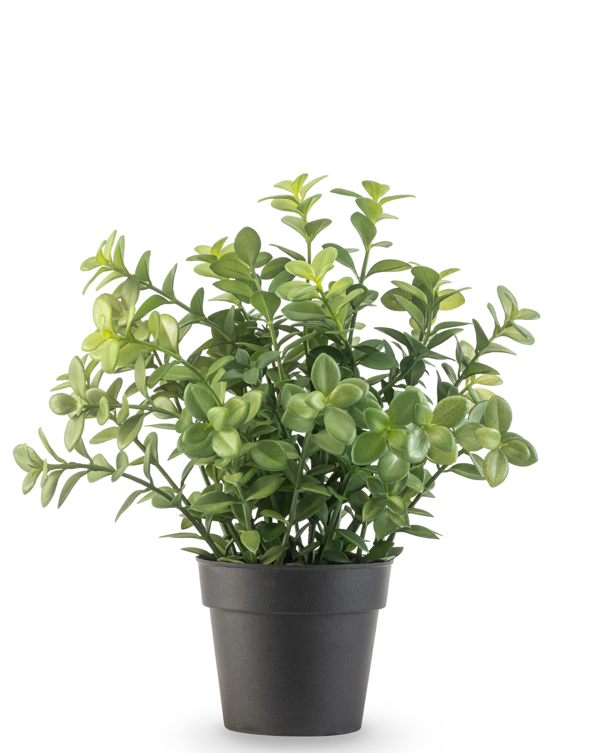 La Planta Artificial Eucalipto de 27 cm tiene densas hojas verdes en una sencilla maceta de color gris oscuro, sobre un fondo blanco liso.