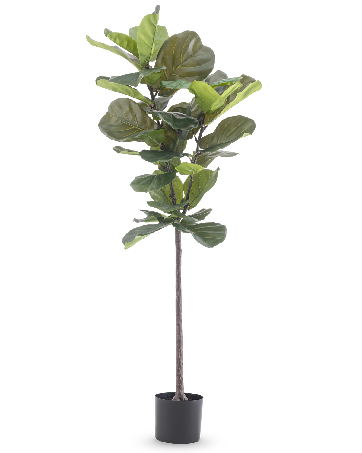 La planta artificial Ficus Tobacco Plant Deluxe de 155 cm tiene hojas anchas de color verde y se entrega en una maceta negra, representada sobre un fondo blanco liso.