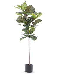 Ficus Planta de Tabaco Deluxe 155 cm