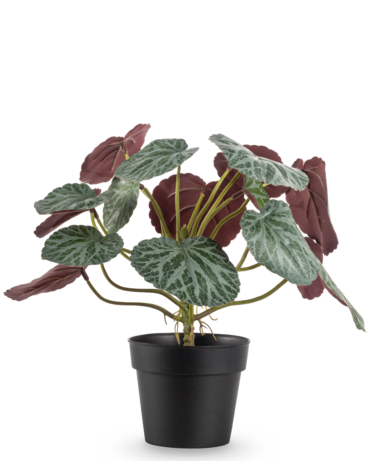 La Planta Artificial Saxifraga de 27 cm tiene hojas verdes con venas blancas y el envés rojo violeta, presentada en una sencilla maceta negra sobre un fondo liso blanco.
