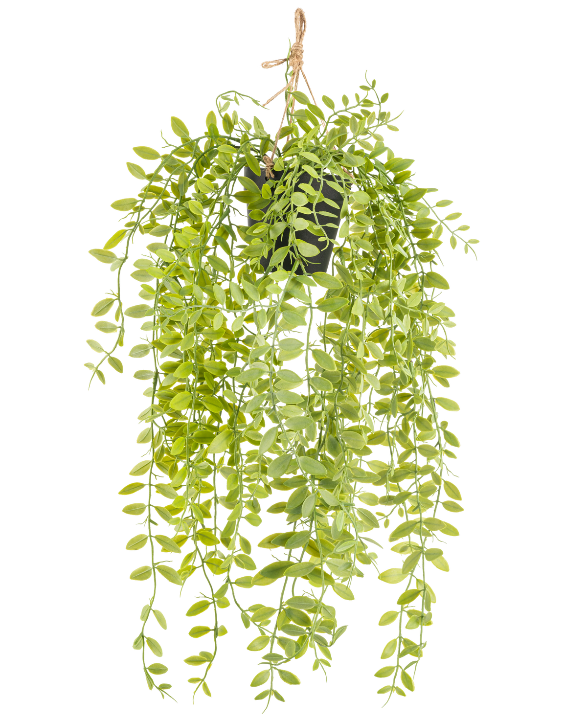 La planta colgante artificial Pumila en maceta de 55 cm tiene tallos largos y colgantes con hojas pequeñas, ovaladas y verdes, en una maceta negra con una cuerda sobre un fondo blanco.