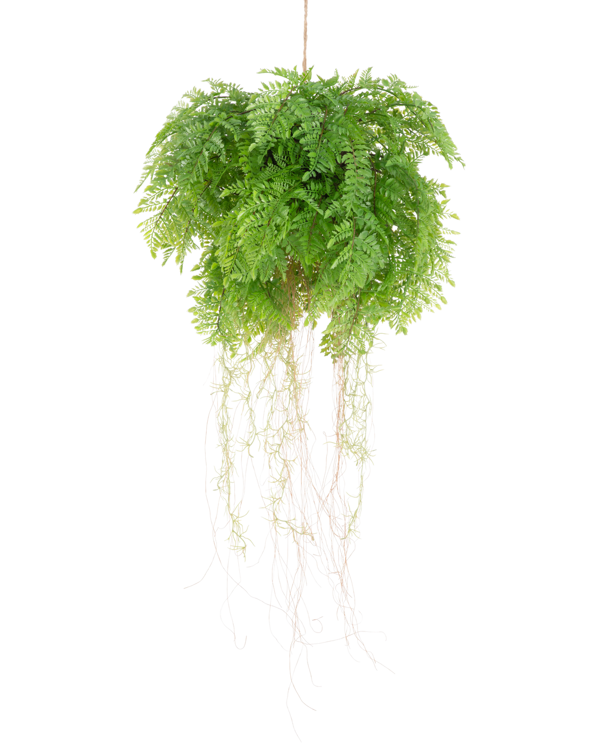 La planta colgante artificial Helecho con raíces d55 cm con sistema de suspensión tiene exuberantes hojas verdes y delicados zarcillos que añaden una belleza natural realista a su espacio. Se puede colgar fácilmente y realza cualquier decoración con un encanto realista.
