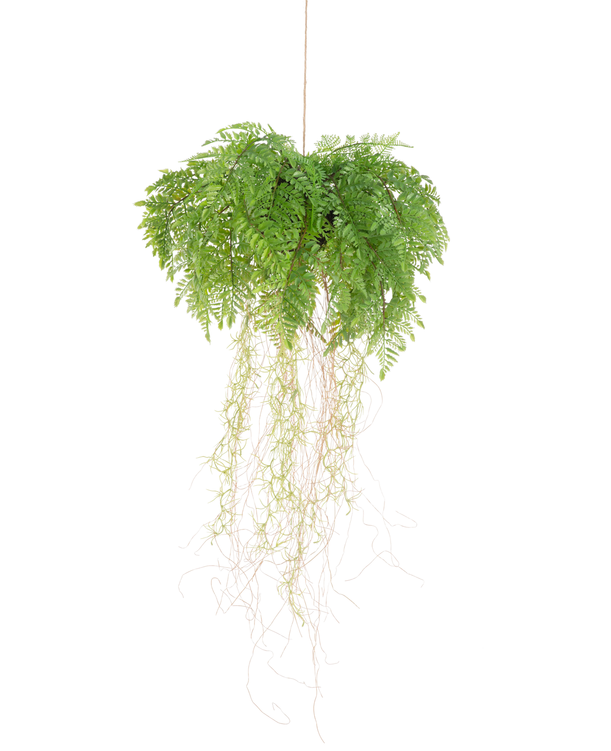 La planta colgante artificial Helecho con raíces d35 cm con sistema de suspensión tiene raíces largas y delgadas y cuelga sin mantenimiento de una cuerda sobre un fondo blanco.