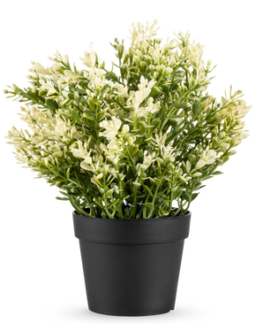De Kunstplant Buxus in pot UV 23 cm is een kleine kunstplant in pot met dicht groen blad in een eenvoudige zwarte pot, perfect om elke ruimte op te fleuren.