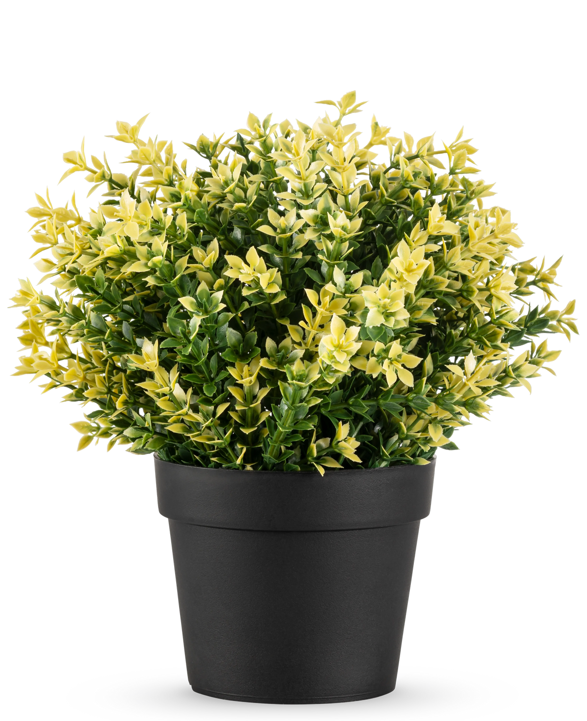 La Planta Artificial Buxus amarillo UV 22 cm UV es una pequeña planta en maceta con densas hojas verdes y amarillas en una sencilla maceta negra, sobre un fondo blanco liso.