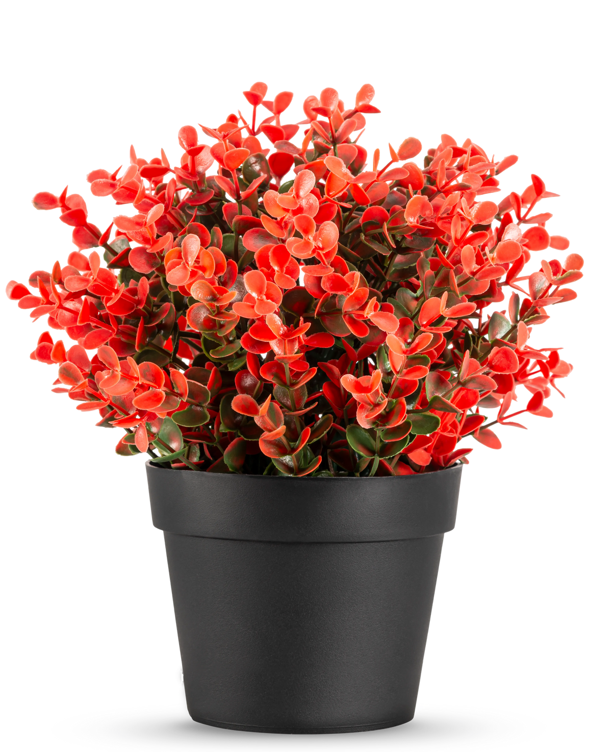 La Planta Artificial Buxus roja en maceta UV 19 cm es una maceta compacta de color negro con una exuberante mezcla de hojas artificiales rojas y verdes sobre un fondo blanco liso.