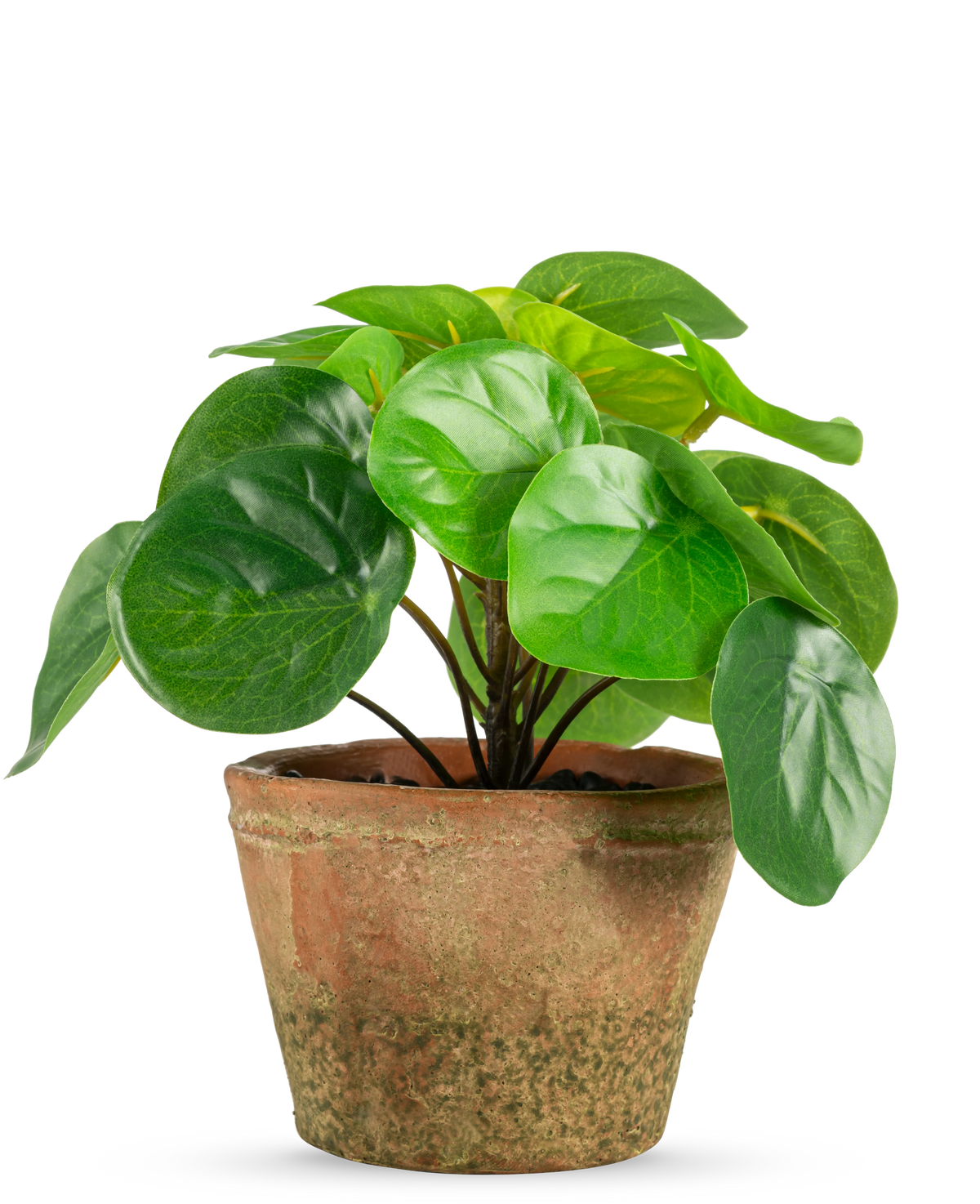 La planta artificial Pilea en maceta mini UV de 15 cm tiene hojas redondas de color verde brillante en una maceta de terracota de color marrón desgastado, sobre un fondo blanco liso.