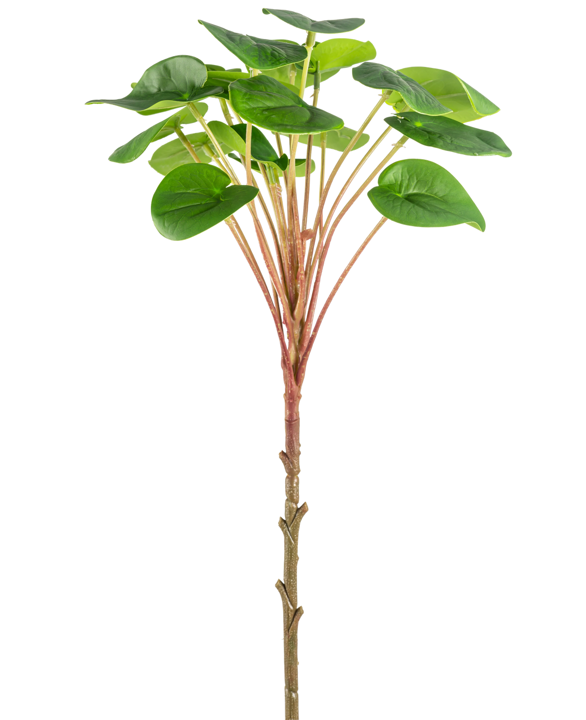 Una planta de panqueque artificial Pilea de 50 cm con un tallo delgado de color marrón, tallos largos de color rojizo y hojas verdes grandes y redondas se muestra sobre un fondo blanco liso.