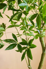 Primer plano de una Planta Artificial Pachira de 180 cm con hojas lanceoladas de color verde brillante y tallos de color marrón claro sobre un fondo beige.