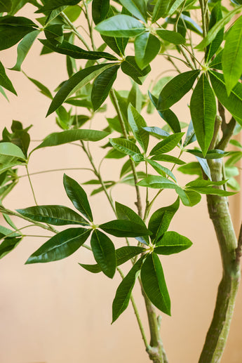 Primer plano de una Planta Artificial Pachira de 180 cm con hojas lanceoladas de color verde brillante y tallos de color marrón claro sobre un fondo beige.