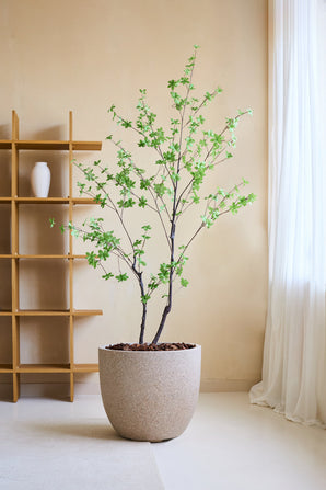 La Planta Artificial Enkianthus 180 cm, un árbol artificial realista con hojas verdes en una gran jardinera beige llena de piedras marrones, se encuentra en una habitación minimalista con una estantería de madera, un jarrón blanco, paredes color crema y cortinas blancas transparentes.
