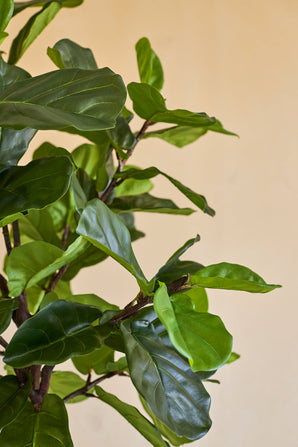 Primer plano de la planta de tabaco artificial Ficus Deluxe de 180 cm, con sus exuberantes y brillantes hojas verdes y sus esbeltos tallos marrones sobre un fondo beige liso.