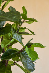 Primer plano de la planta de tabaco artificial Ficus Deluxe de 180 cm, con sus exuberantes y brillantes hojas verdes y sus esbeltos tallos marrones sobre un fondo beige liso.