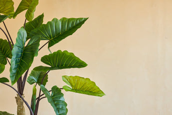 La planta artificial Calocasia de 210 cm tiene grandes hojas verdes con venas visibles en tallos oscuros, que se apoyan en una pared beige lisa para crear un aspecto sencillo y natural en el interior.