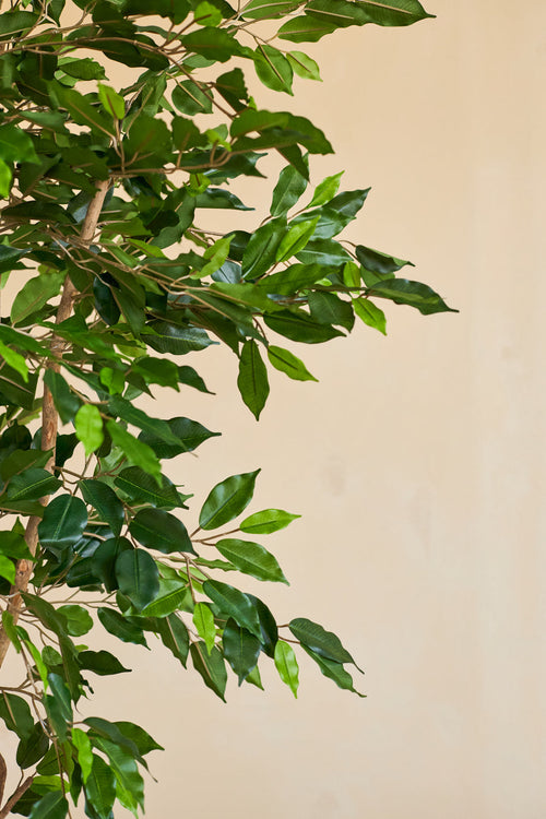 Un primer plano de la planta artificial Ficus Green de 180 cm con ramas delgadas en una maceta decorativa, sobre un fondo liso beige.