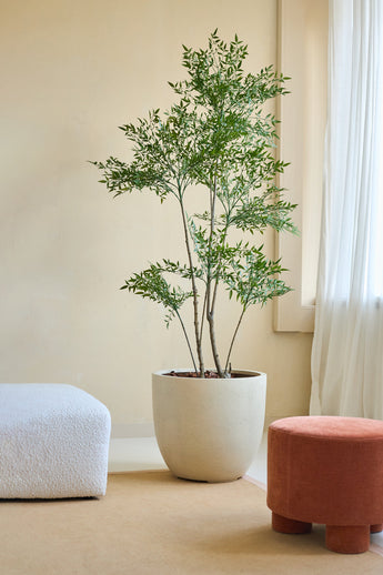 La Planta Artificial Ruscus de 180 cm, con esbeltas ramas y hojas verdes, se alza sobre un suelo beige junto a un sofá de textura blanca y un taburete redondo de terracota en una habitación suavemente iluminada con paredes de color crema y cortinas blancas transparentes.