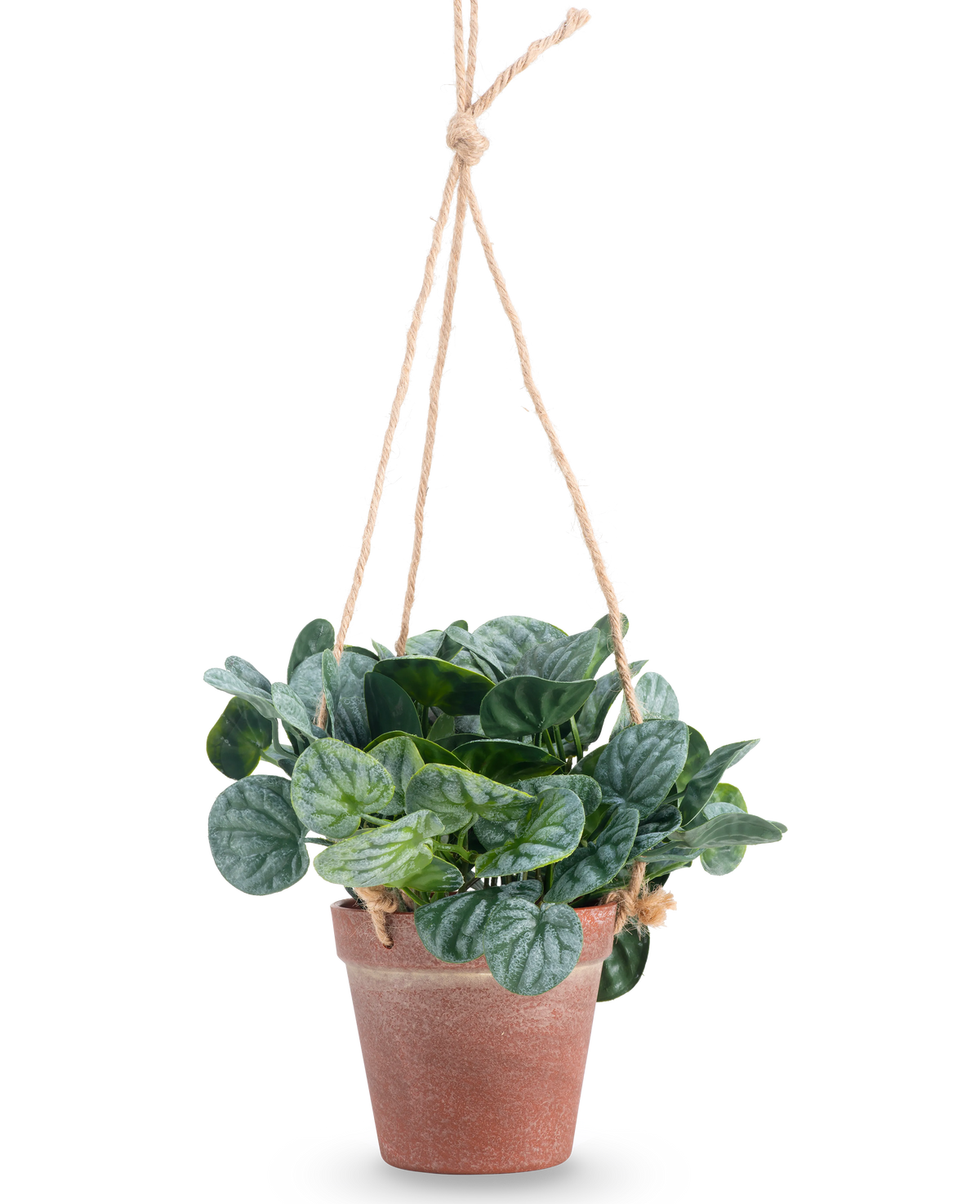 La hoja artificial Rugose de 18 cm verde tiene hojas verdes redondas en una maceta colgante de terracota, colgadas de una cuerda color canela, sobre un fondo blanco liso.