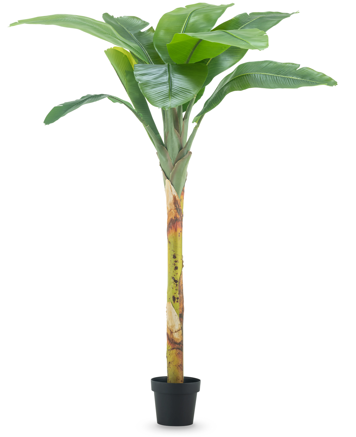 El plátano artificial de 180 cm tiene hojas anchas de color verde y un tallo estructurado en una pequeña maceta negra, sobre un fondo blanco liso.