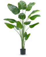 La planta artificial Strelitzia 210 cm real touch tiene tallos largos y delgados y hojas grandes de color verde brillante sobre un fondo blanco liso.