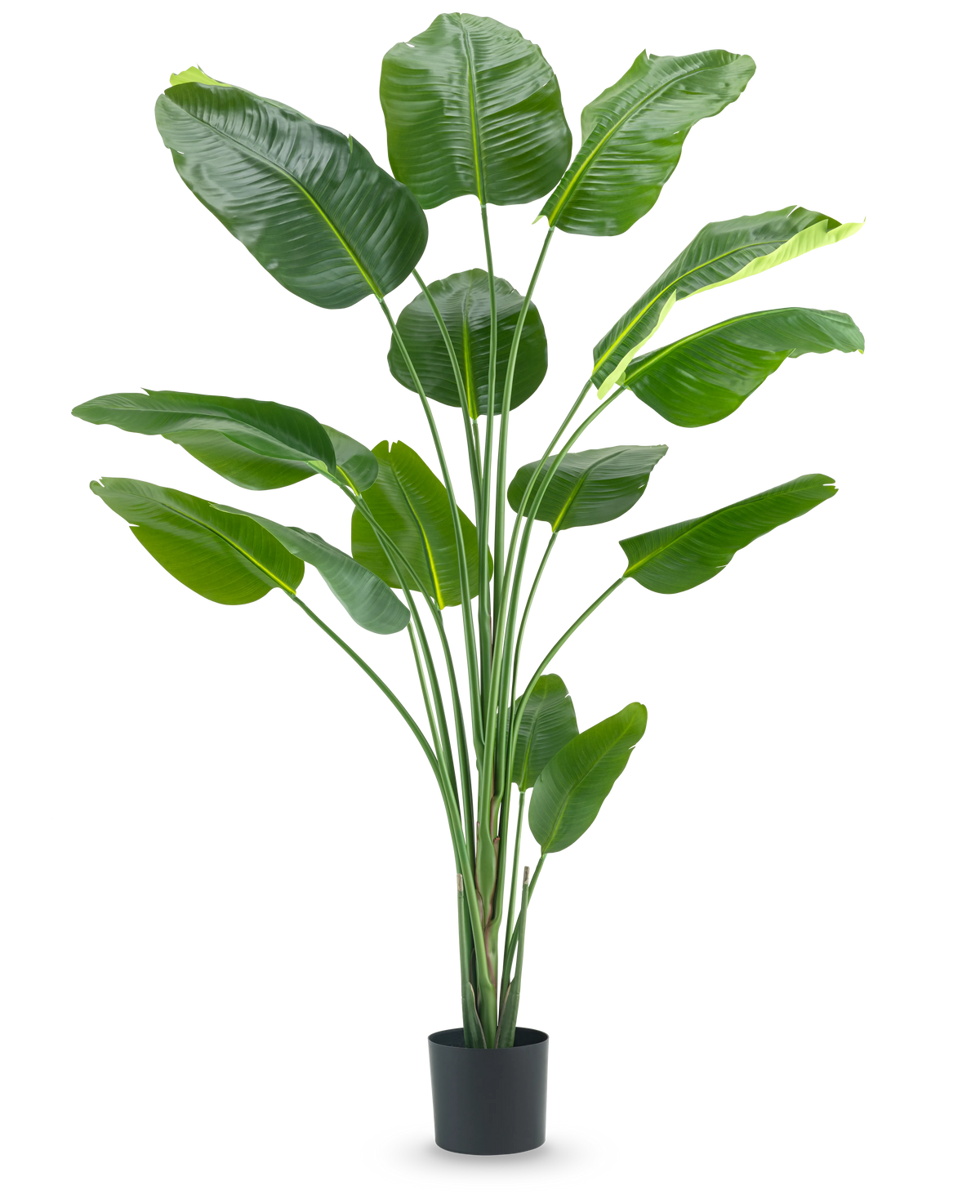 La planta artificial Strelitzia 210 cm real touch tiene tallos largos y delgados y hojas grandes de color verde brillante sobre un fondo blanco liso.