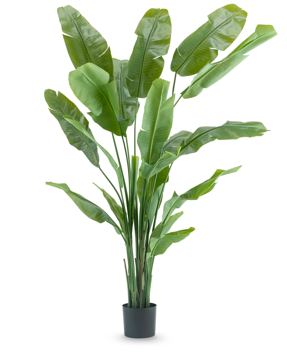 La Planta Artificial Strelitzia Nicolai Deluxe 210 cm tiene hojas largas y anchas de color verde en una sencilla maceta negra sobre un fondo blanco. Esta planta artificial tropical aporta a cualquier habitación un toque tropical exuberante.
