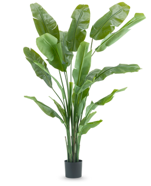 De Kunstplant Strelitzia Nicolai Deluxe 215 cm heeft lange, brede groene bladeren als een paradijsvogel of bananenplant en wordt geleverd in een eenvoudige zwarte pot, tegen een effen witte achtergrond.