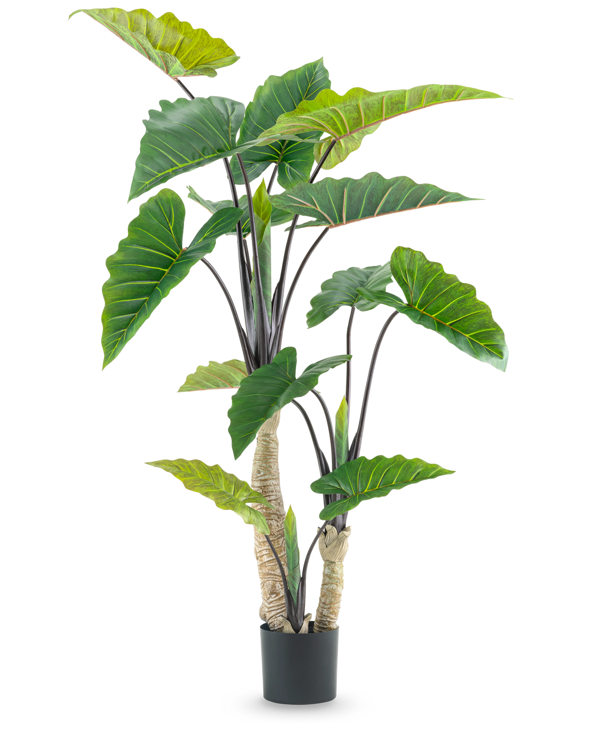 La Planta Artificial Calocasia 180 cm es una planta artificial en maceta con grandes hojas verdes en forma de flecha y múltiples tallos, representada sobre un fondo blanco liso.