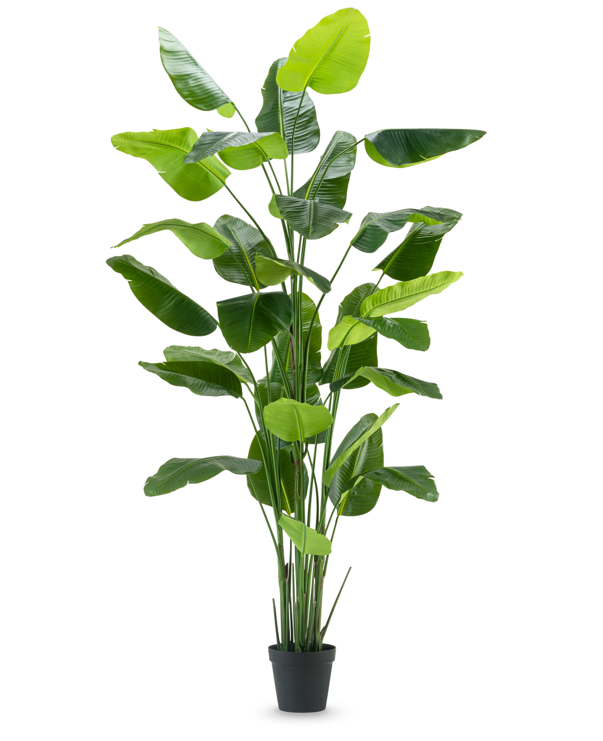 La Planta Artificial Strelitzia Real Touch Deluxe 300 cm es una planta artificial alta con hojas largas y anchas de color verde en una maceta negra, representada sobre un fondo blanco liso.