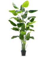 De Kunstplant Strelitzia Real Touch Deluxe 300 cm is een hoge kunstplant met lange, brede groene bladeren in een zwarte pot, afgebeeld tegen een effen witte achtergrond.