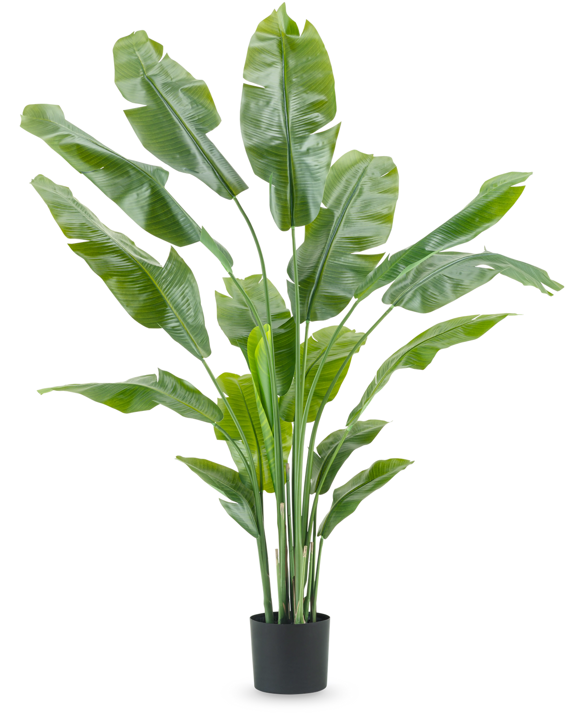 La planta artificial Strelitzia Nicolai Deluxe de 180 cm con hojas largas y anchas de color verde en una sencilla maceta negra destaca sobre un fondo blanco liso: una planta de interior llamativa y una pieza decorativa elegante para cualquier interior.