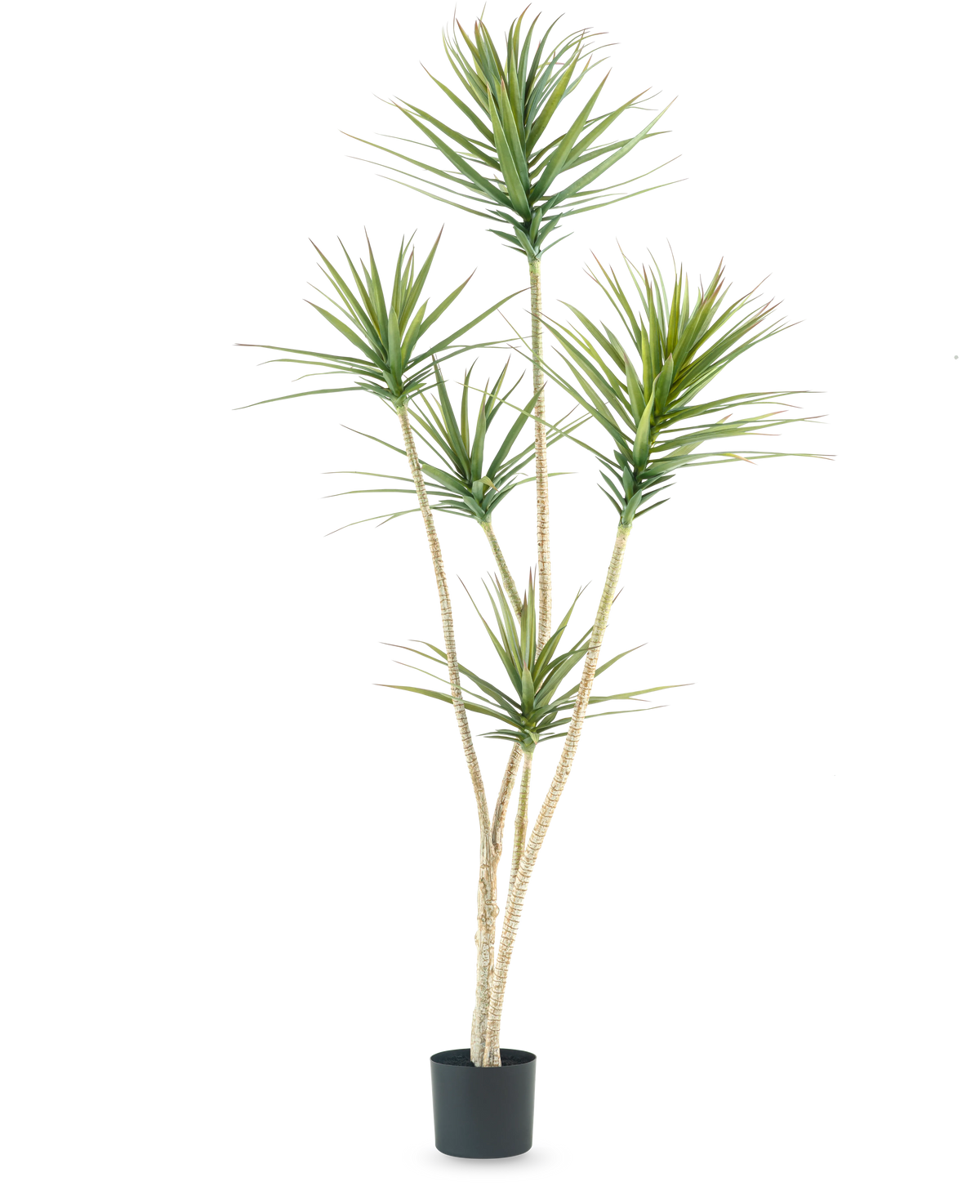 La Planta Artificial Dracaena Fragnans 180 cm es una planta artificial alta con varios tallos largos y delgados y manojos de hojas verdes puntiagudas sobre un fondo blanco liso.