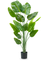 La Planta Artificial Strelitzia 180 cm real touch es una planta artificial alta, verde, con tallos largos y hojas grandes y brillantes que recuerdan a un ave del paraíso, sobre un fondo blanco liso.
