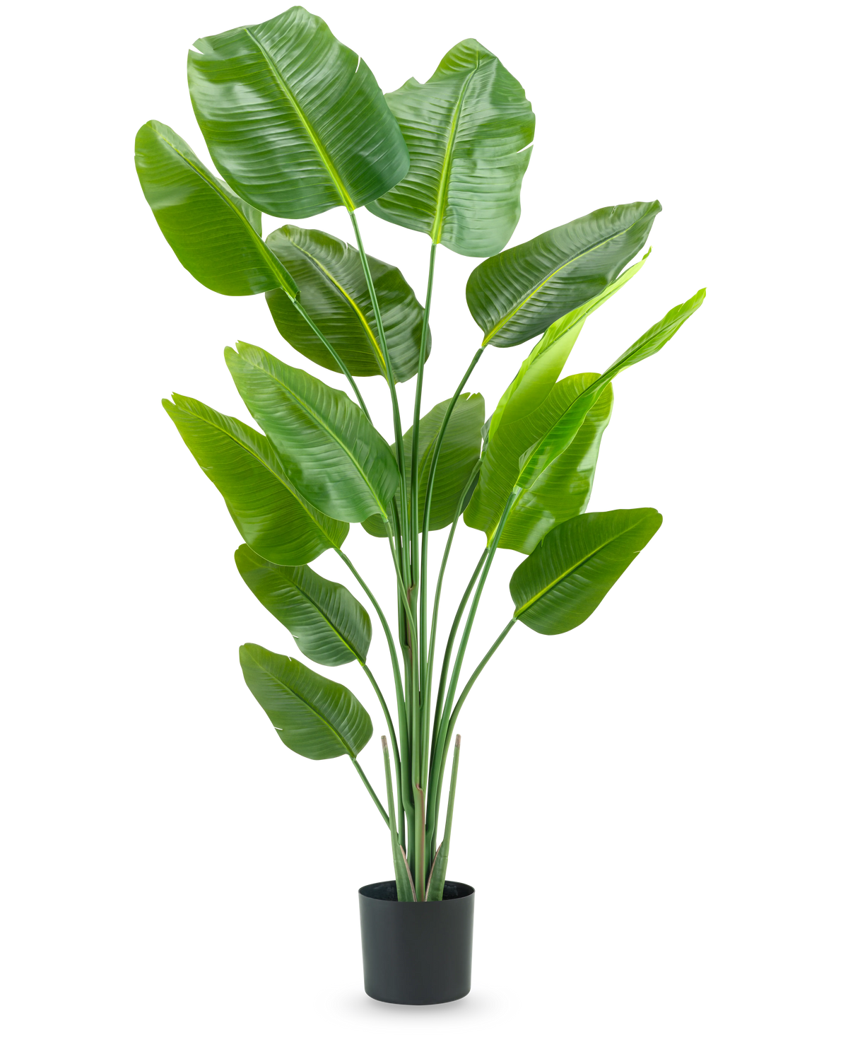 La Planta Artificial Strelitzia 180 cm real touch es una planta artificial alta, verde, con tallos largos y hojas grandes y brillantes que recuerdan a un ave del paraíso, sobre un fondo blanco liso.