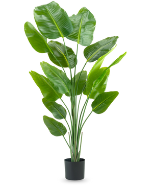 De Kunstplant Strelitzia 180 cm real touch is een hoge, groene kunstplant met lange stelen en grote, glanzende bladeren die lijken op een paradijsvogel, tegen een effen witte achtergrond.