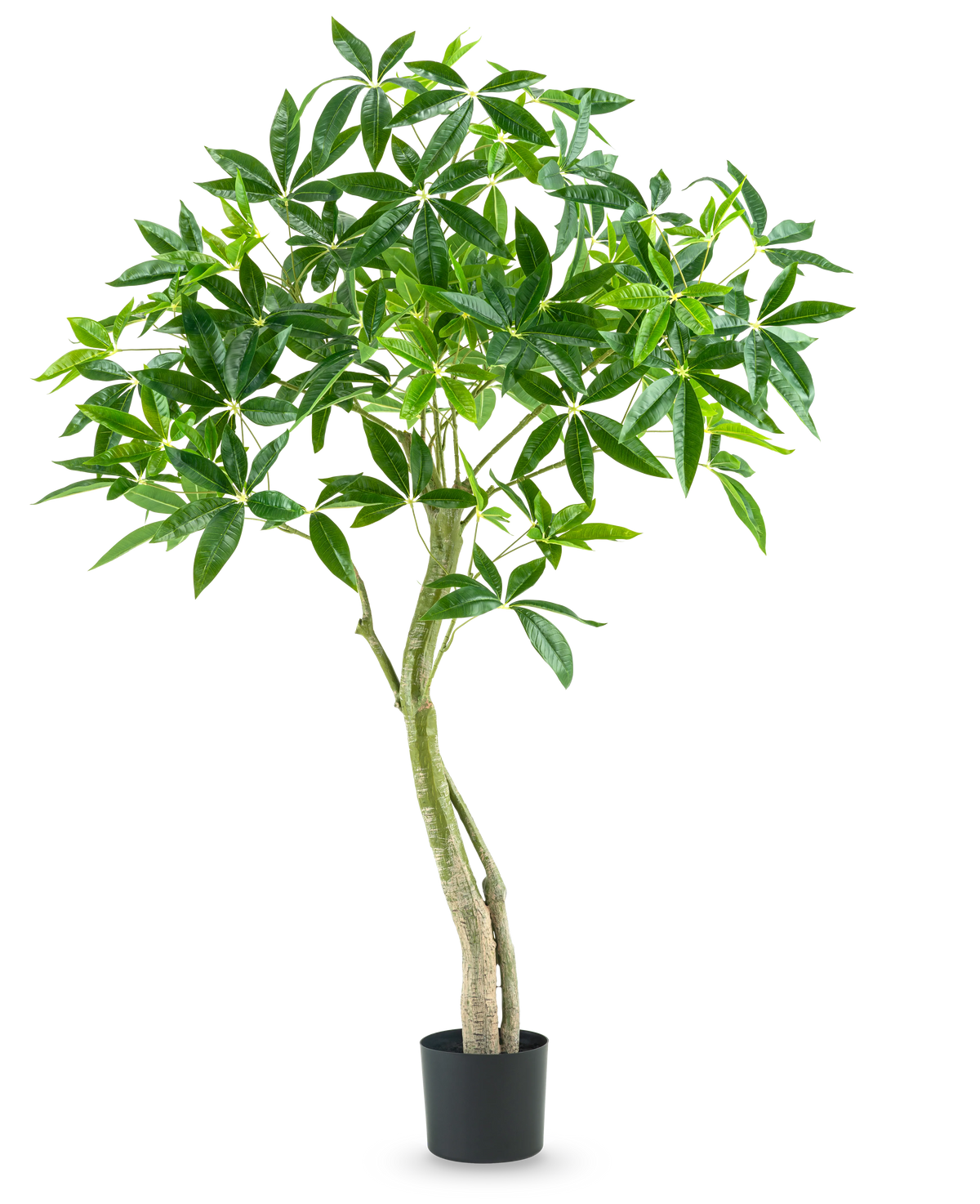 La Planta Artificial Pachira 150 cm es una planta de interior alta en maceta con varios troncos delgados y manojos de hojas anchas y brillantes de color verde sobre un fondo blanco liso.