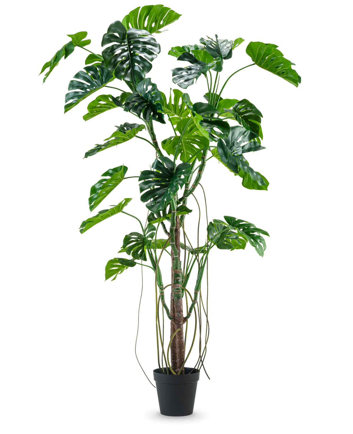 La Planta Artificial Monstera 240 cm es una planta artificial alta con varias hojas verdes divididas y largos zarcillos en una maceta negra, colocada sobre un fondo blanco liso.