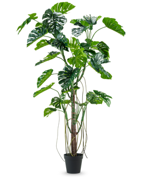 De Kunstplant Monstera 240 cm is een hoge kunstplant met meerdere groene, gespleten bladeren en lange ranken in een zwarte pot, geplaatst tegen een effen witte achtergrond.