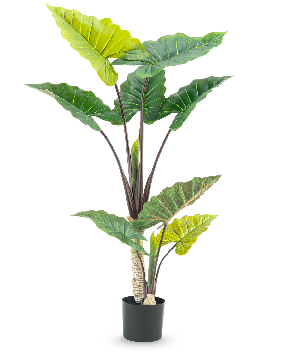 La planta artificial Calocasia de 150 cm tiene hojas grandes y anchas de color verde y robustos tallos marrones en un diseño de maceta alta, sobre un fondo blanco.