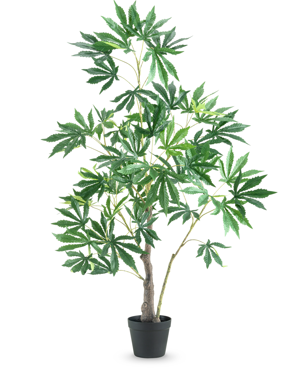 La Planta Artificial Hojas de Cannabis Cáñamo 120 cm es una planta artificial alta en maceta con varias ramas delgadas y manojos de grandes hojas verdes con bordes dentados sobre un fondo blanco liso.