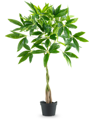 Planta artificial Pachira Árbol del Dinero 90 cm