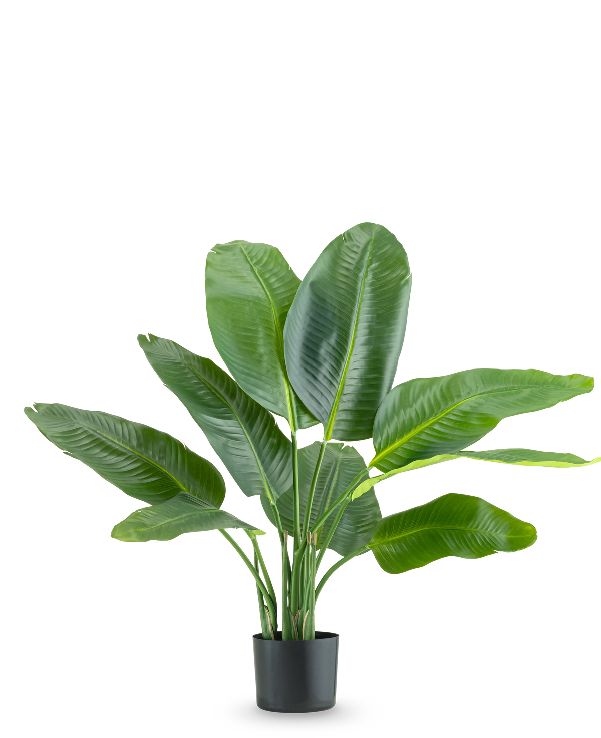 La Planta Artificial Strelitzia Real Touch Deluxe 90 cm es una planta alta en maceta con hojas grandes de color verde brillante, representadas sobre un fondo blanco liso.
