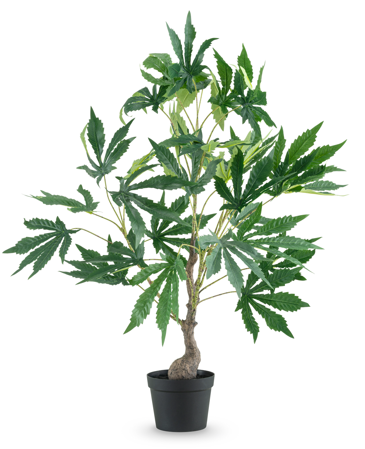 Planta Artificial Hojas de Cannabis de Cáñamo de 60 cm, con un tronco fino y varias ramas llenas de grandes y caprichosas hojas verdes, sobre un fondo liso y blanco.