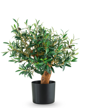 De Kunst Olijfmontage UV 60cm is een kleine olijfboom in pot met weelderige groene bladeren en een stevige stam, gepresenteerd in een strakke zwarte pot tegen een effen witte achtergrond.