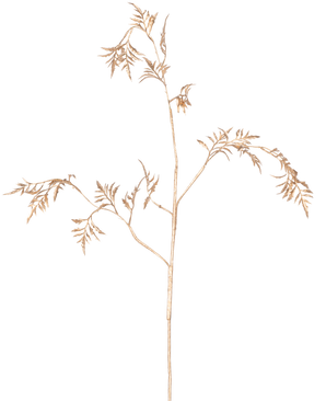 Het Kunsttak Varen Mini 75 cm goud heeft delicate, lichtbruine stengels met dunne, vederlichte blaadjes die zich vertakken tegen een effen witte achtergrond.