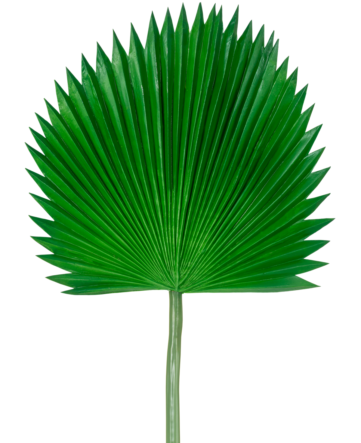 La Hoja Artificial Washingtonia 105cm es una única hoja de palma verde con forma de abanico y extremos puntiagudos, sobre un fondo blanco liso.