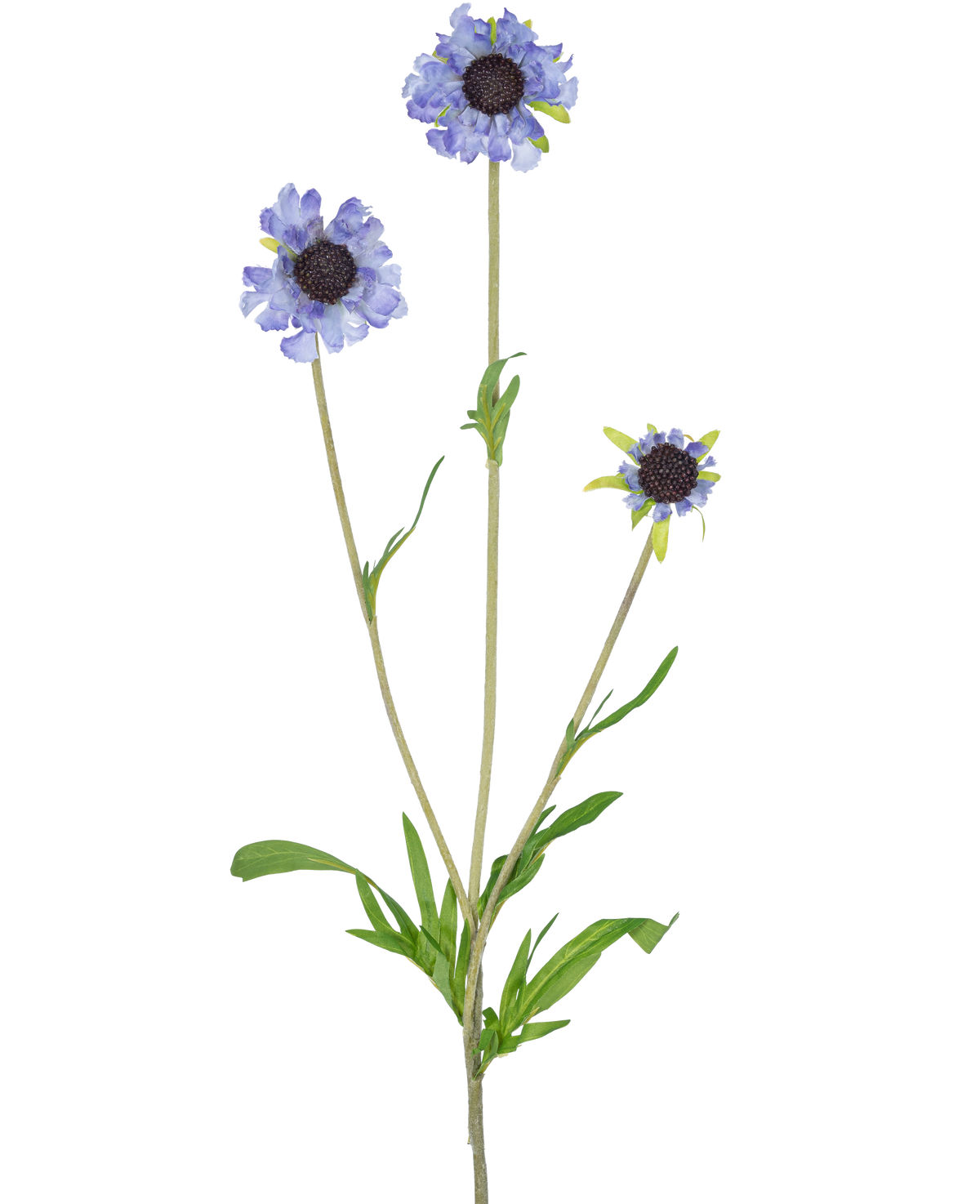 La flor artificial Scabiosa 63 cm azul tiene un solo tallo verde con tres ramas, cada una coronada con una flor de color azul violeta claro, parecida a una margarita, y hojas verdes oscuras y alargadas en el centro, todo ello sobre un fondo blanco liso.