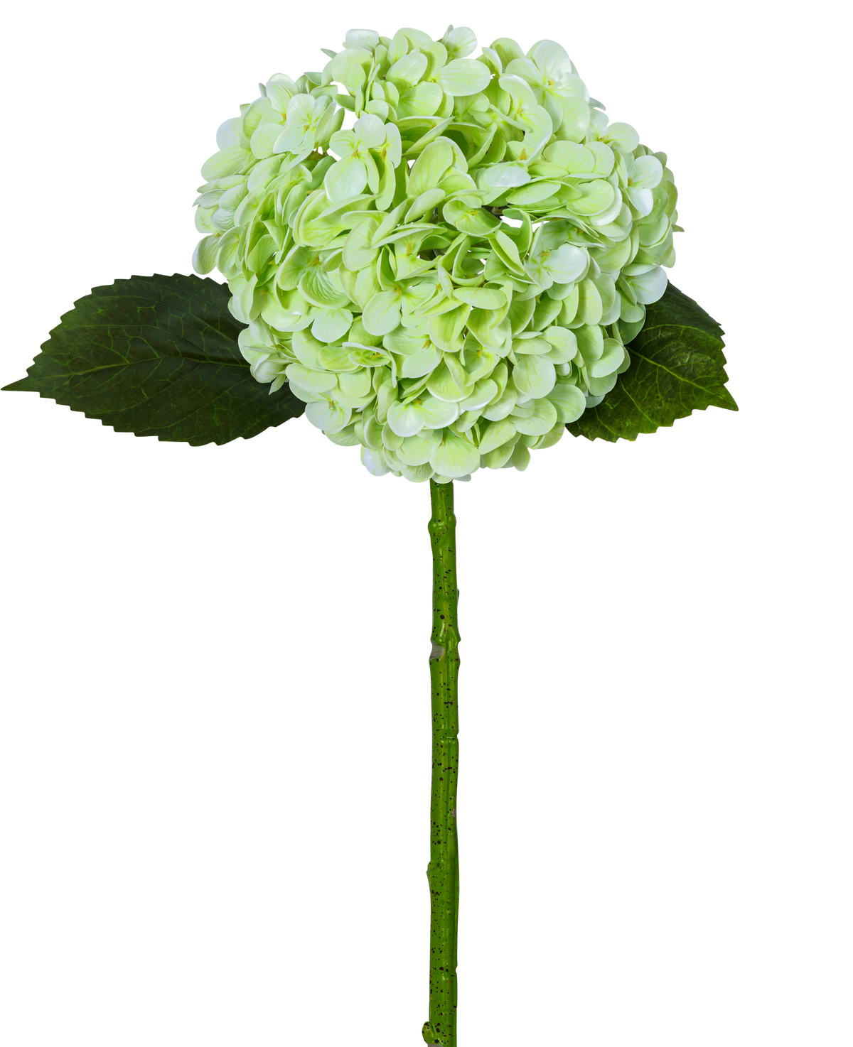 La Hortensia Artificial "Annabelle" Real Touch Verde 55cm tiene una única flor de hortensia de color verde claro con un racimo redondo, dos hojas de color verde oscuro y un tallo largo, todo ello aislado sobre un fondo blanco.